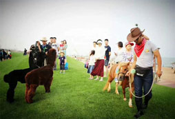 可愛(ài)的羊駝