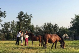 關(guān)愛(ài)小馬