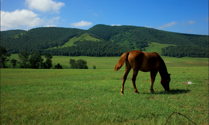 假期草原營(yíng)吸引孩子的理由有哪些