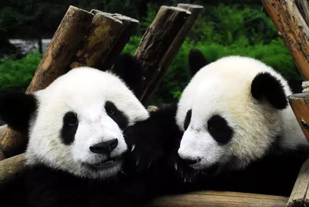 成都夏令營(yíng)看可愛的熊貓