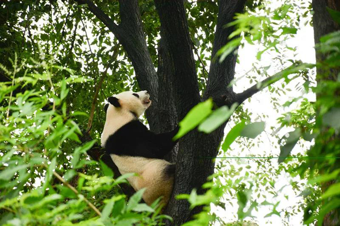 成都彭州周邊夏令營(yíng)