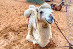 參加寧夏親子夏令營(yíng)都需要帶些什么？