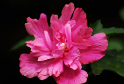 韓國夏令營帶你了解韓國國花