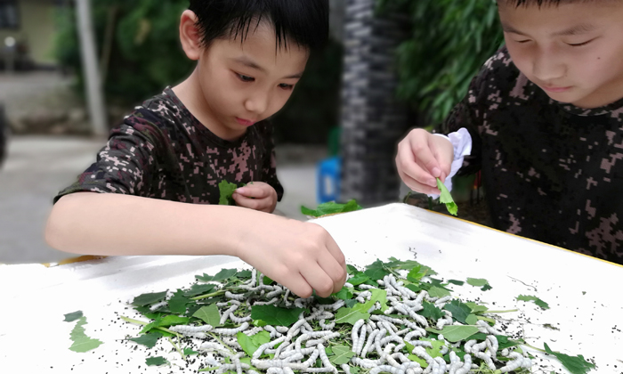 養(yǎng)蠶寶寶