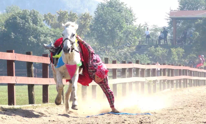 專業(yè)的騎士表演專業(yè)的動作