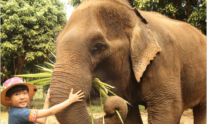 讓孩子參加親子活動將有哪些收獲