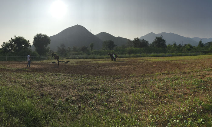 學習馬術的場地