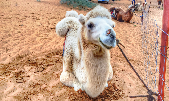 暑期沙漠夏令營