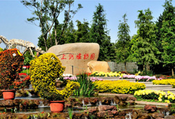 看國(guó)際一流上海植物園的花展