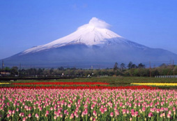 日本音樂餐廳帶來(lái)了富士山文化