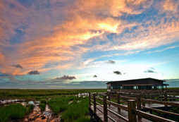 崇明東灘可與大自然近距離的接觸