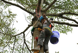 爬樹采摘