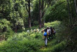 這個暑假和青少年拓展夏令營共同創(chuàng)建樹屋！