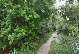 營地的小路