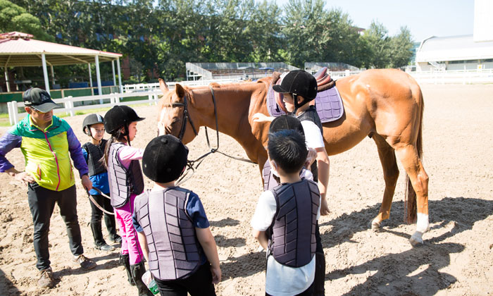 親近了解馬兒