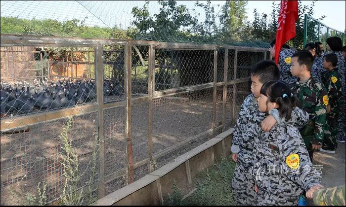 新疆小學生軍事夏令營