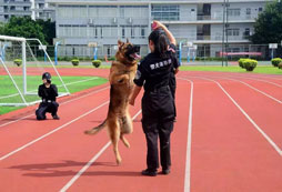 軍犬訓(xùn)練