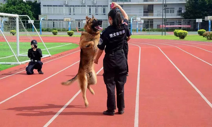 軍犬訓(xùn)練