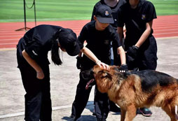 撫摸軍犬