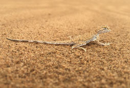 2024銀川沙漠夏令營的課程有哪些？