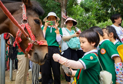 摸摸小馬兒