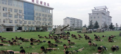 鄭州夏令營最具軍事特色的暑期活動