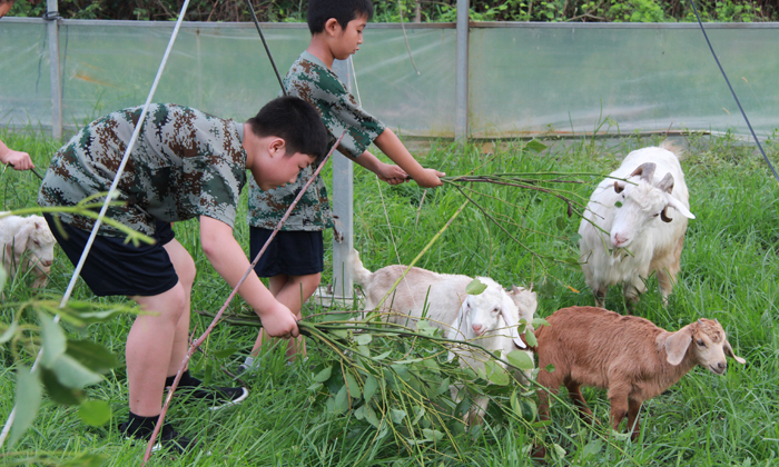 北京附近的軍事夏令營