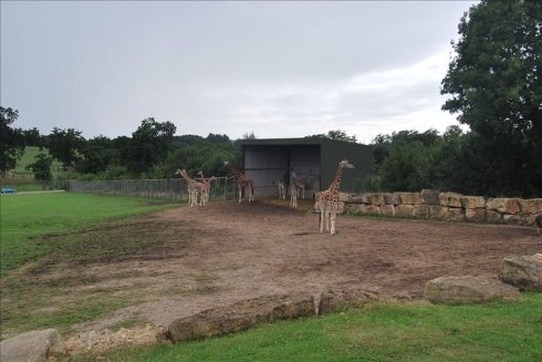 ؚwȻ--longleat <wbr>safari <wbr>park(Ұ@-1