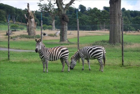 ؚwȻ--longleat <wbr>safari <wbr>park(Ұ@-1