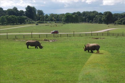 ؚwȻ--longleat <wbr>safari <wbr>park(Ұ@-2