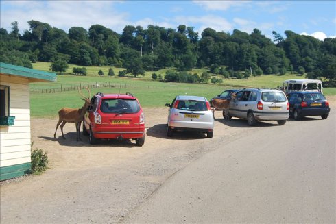 ؚwȻ--longleat <wbr>safari <wbr>park(Ұ@-2