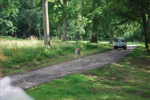 ؚwȻ--longleat <wbr>safari <wbr>park(Ұ@-2