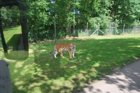 ؚwȻ--longleat <wbr>safari <wbr>park(Ұ@-2