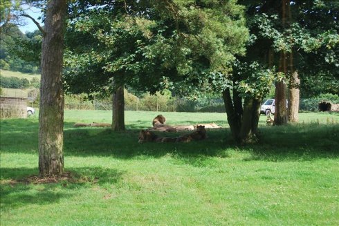 ؚwȻ--longleat <wbr>safari <wbr>park(Ұ(dng)@-3